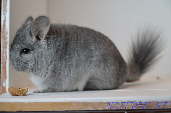 Chinchilla Astana - photo 4