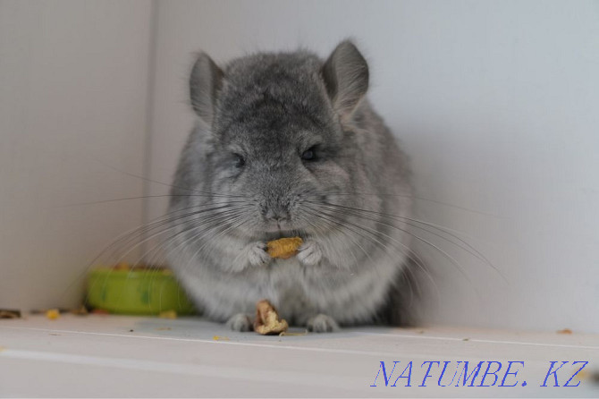 Chinchilla Astana - photo 5