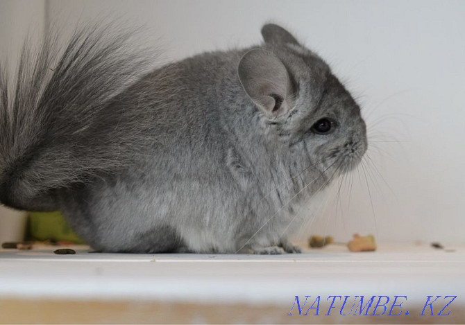 Chinchilla Astana - photo 8