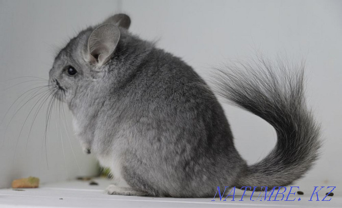 Chinchilla Astana - photo 7