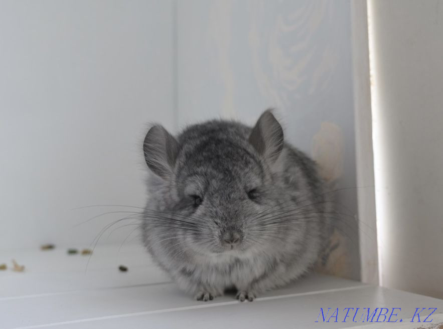 Шиншилла  Астана - изображение 1