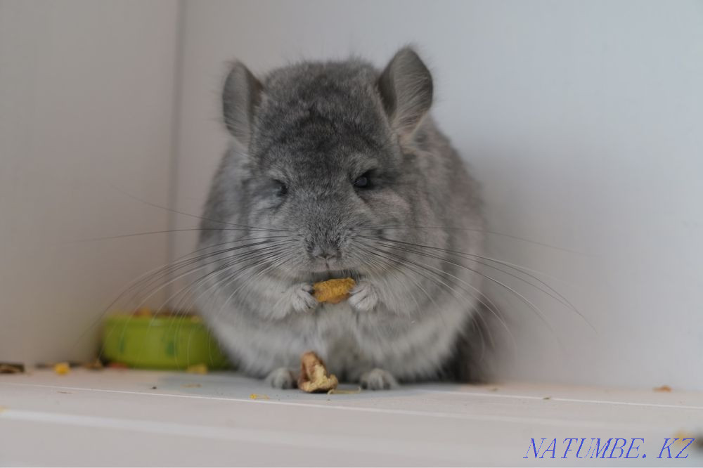 Шиншилла  Астана - изображение 5