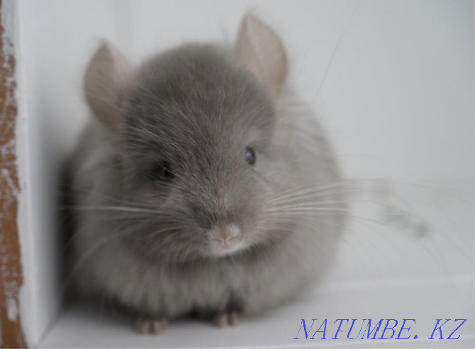 Chinchilla Astana - photo 1