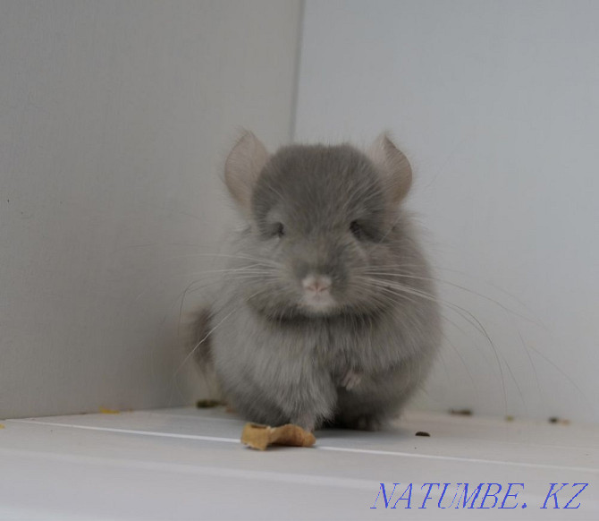 Chinchilla Astana - photo 2