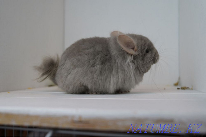 Chinchilla Astana - photo 3