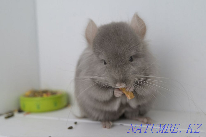 Chinchilla Astana - photo 4