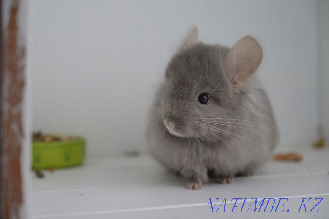 Chinchilla Astana - photo 5