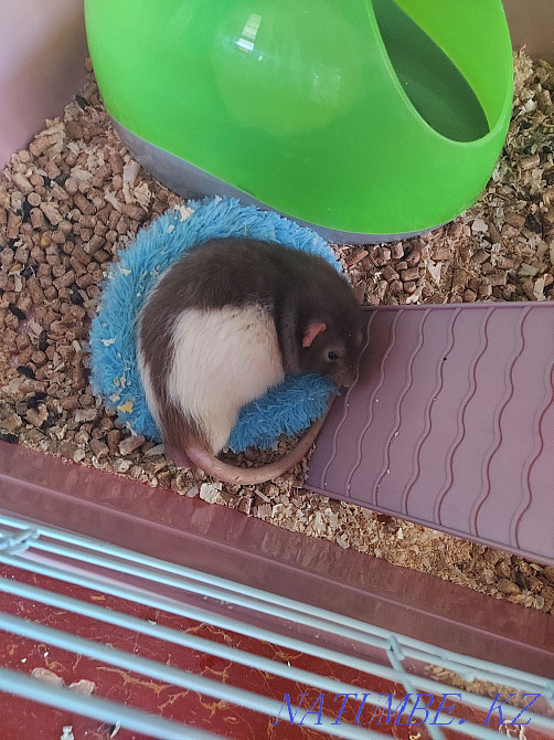 2 rat, boys Ridder - photo 2