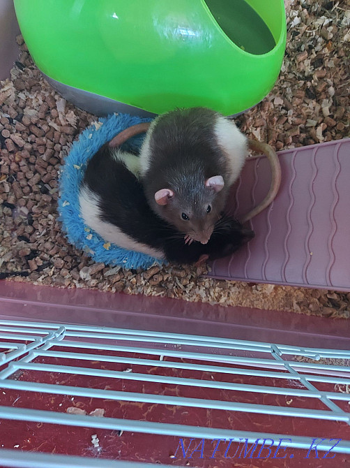 2 rat, boys Ridder - photo 1