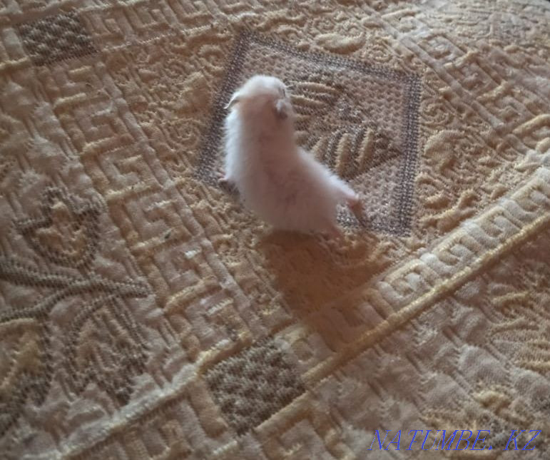 We sell guinea pigs and hamsters Qaskeleng - photo 2