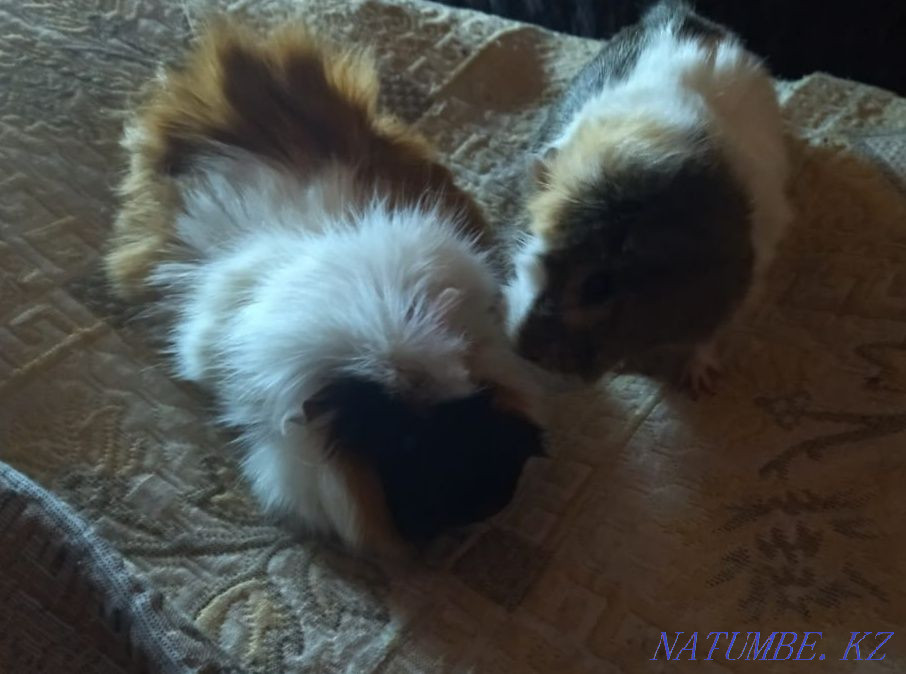 We sell guinea pigs and hamsters Qaskeleng - photo 1