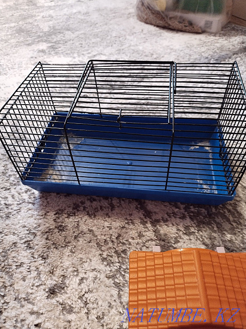 хомяк торлары сатылады  Өскемен - изображение 5