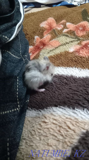 Хомяки джунгарики Сатпаев - изображение 3