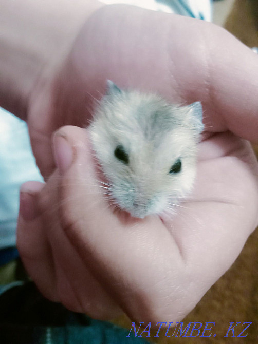 Хомяки джунгарики Сатпаев - изображение 1
