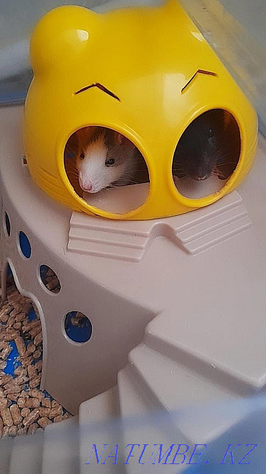 Rats are laboratory. Carrying as a gift. Shchuchinsk - photo 1