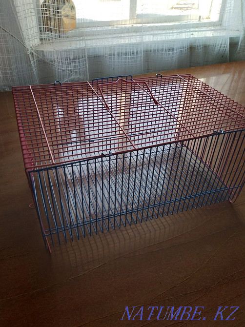 Rats are laboratory. Carrying as a gift. Shchuchinsk - photo 2