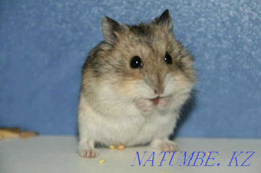 Djungarian hamsters Kyzylorda - photo 1