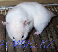 Syrian hamsters Kyzylorda - photo 1