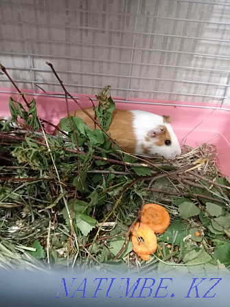 Guinea pig mother with baby Karagandy - photo 2