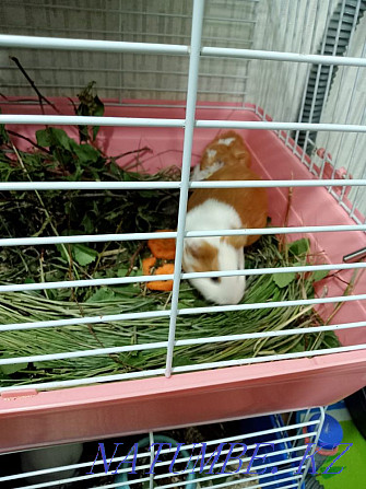 Guinea pig mother with baby Karagandy - photo 1