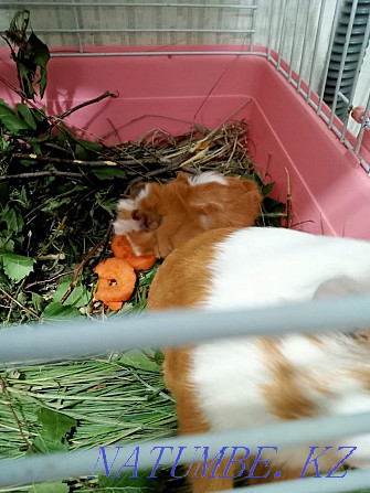 Guinea pig mother with baby Karagandy - photo 6