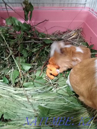 Guinea pig mother with baby Karagandy - photo 4