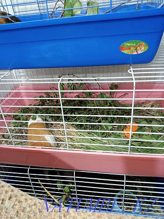 Guinea pig mother with baby Karagandy - photo 7