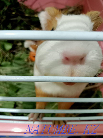 Guinea pig mother with baby Karagandy - photo 5