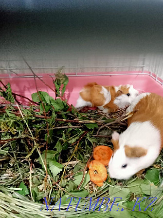 Guinea pig mother with baby Karagandy - photo 8