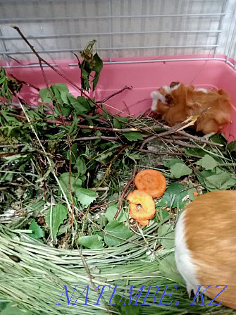 Guinea pig mother with baby Karagandy - photo 3
