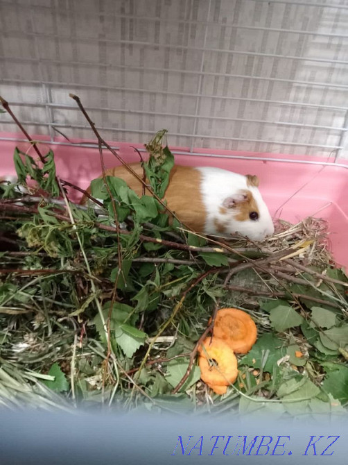 Guinea pig mother with baby Karagandy - photo 2