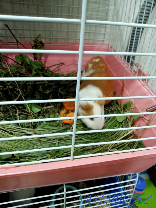 Guinea pig mother with baby Karagandy - photo 1