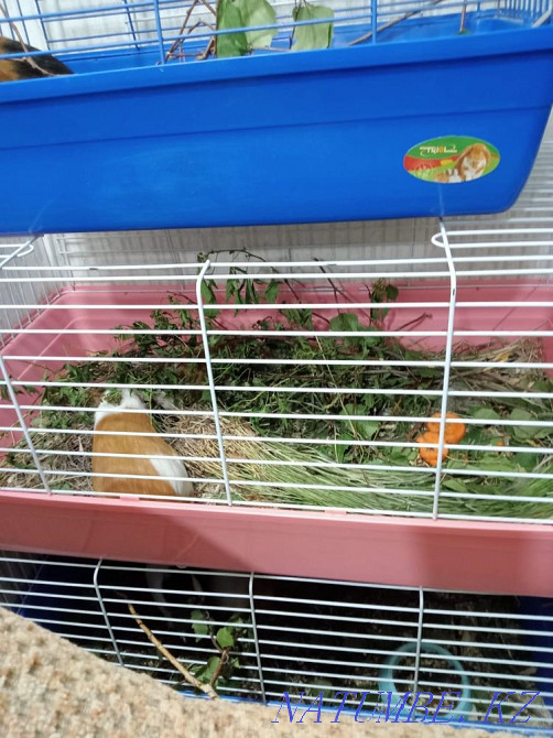 Guinea pig mother with baby Karagandy - photo 7