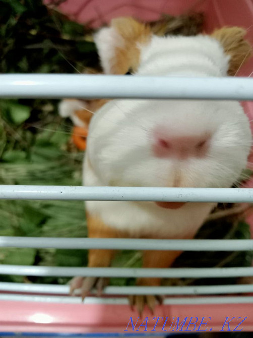 Guinea pig mother with baby Karagandy - photo 5