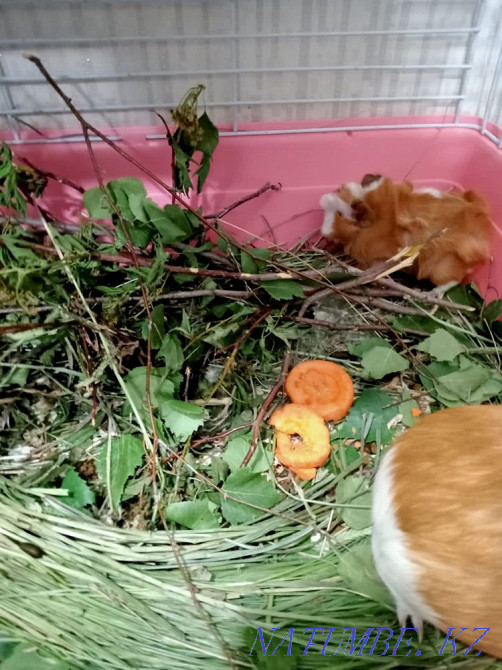 Guinea pig mother with baby Karagandy - photo 3