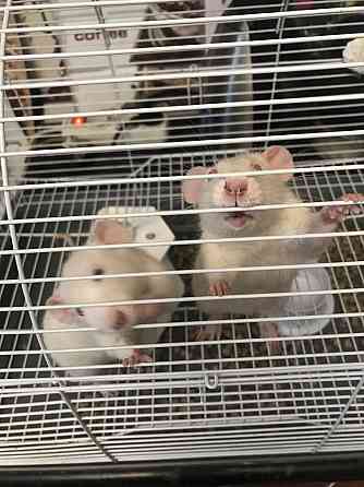 Продам крыс с клеткой Семей