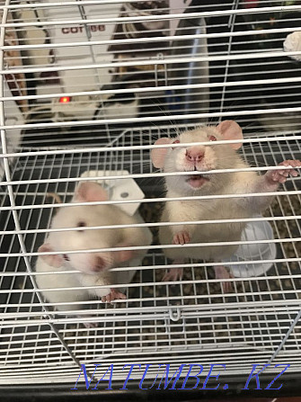 Продам крыс с клеткой Семей - изображение 1