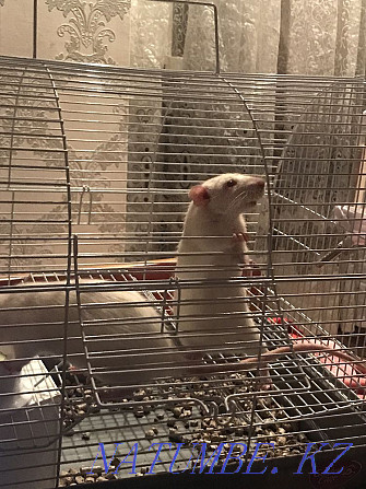 Продам крыс с клеткой Семей - изображение 2