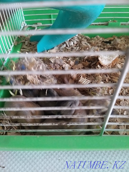 хомяк сатылады 7 дана  Петропавл - изображение 2