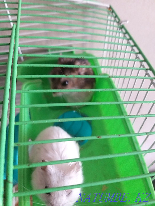 хомяк сатылады 7 дана  Петропавл - изображение 1