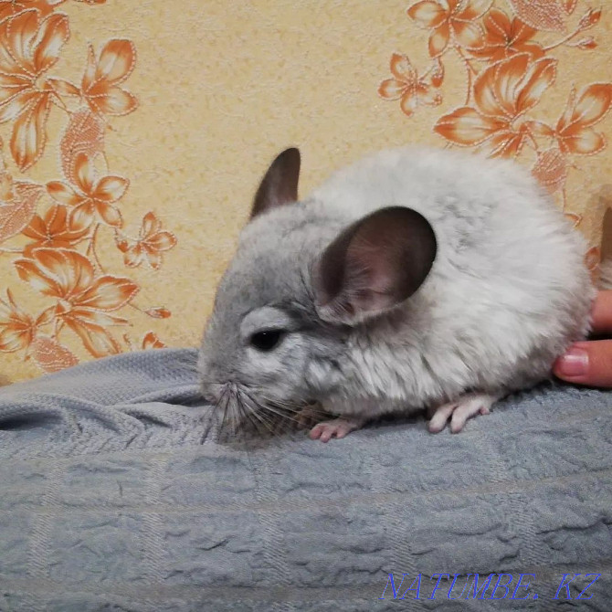 Sell chinchilla Almaty - photo 3