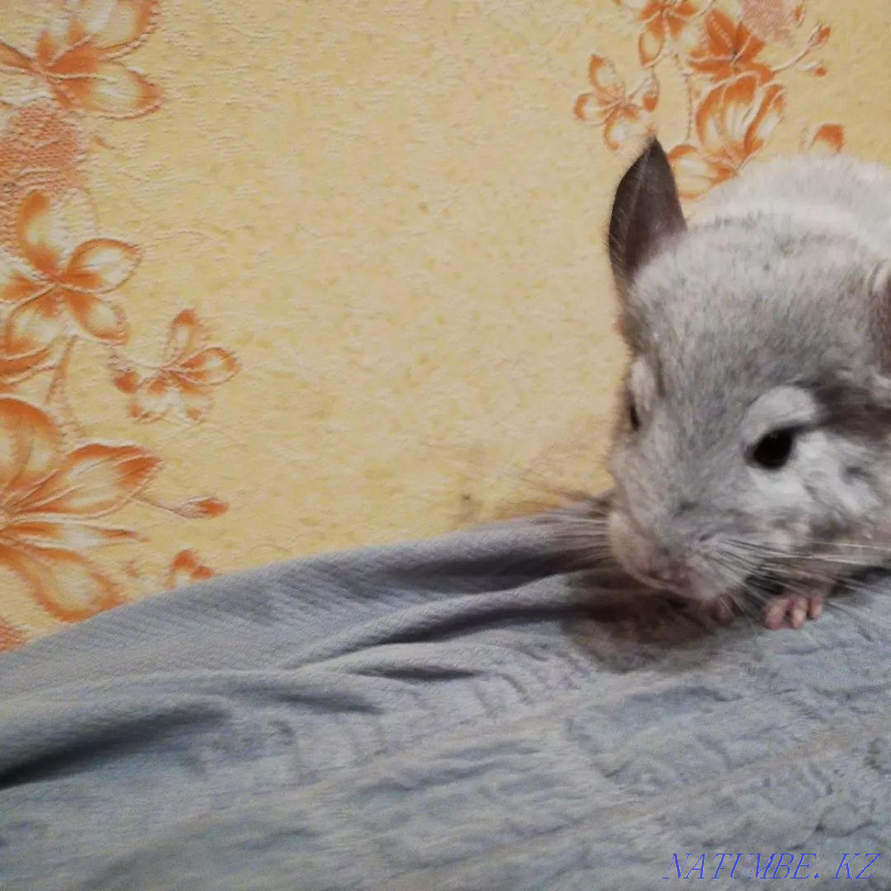 Sell chinchilla Almaty - photo 4