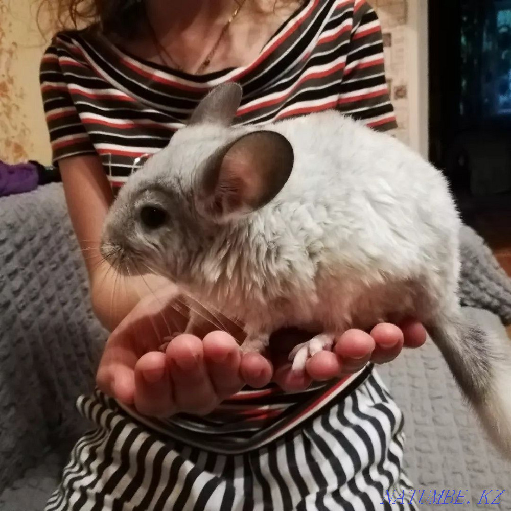 Sell chinchilla Almaty - photo 2