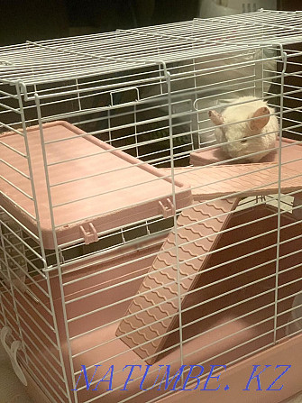 I will sell a chinchilla of a white-pink color. with cage Astana - photo 4