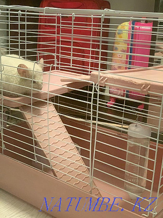 I will sell a chinchilla of a white-pink color. with cage Astana - photo 2