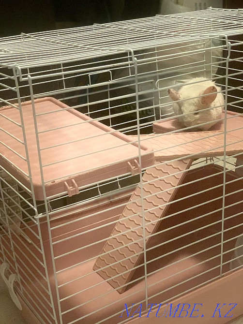 I will sell a chinchilla of a white-pink color. with cage Astana - photo 4