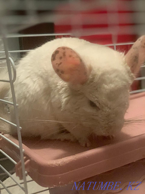 I will sell a chinchilla of a white-pink color. with cage Astana - photo 1