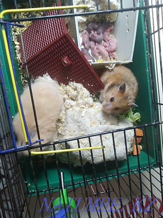 big hamsters for sale Нуркен - photo 1