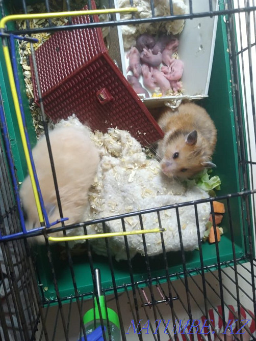 продаю больших Хомяков Нуркен - изображение 1