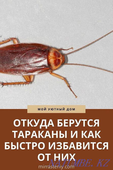 100% proven product Astana - photo 1